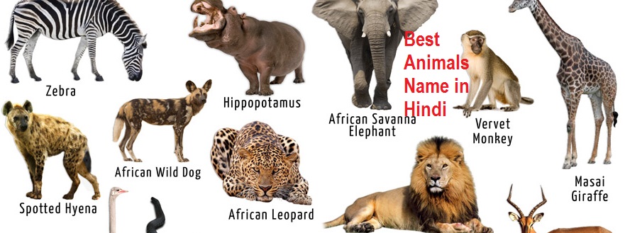 Animals Name in Hindi
